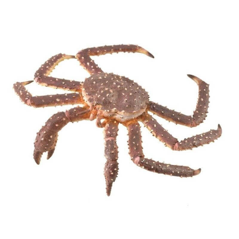 Collecta Θαλάσσια Ζώα - Βασιλικός Κάβουρας Collecta Θαλάσσια Ζώα - Βασιλικός Κάβουρας