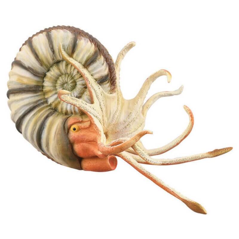 Collecta Θαλάσσια Ζώα - Αμμωνίτης ΠλευρόκεραςCollecta Θαλάσσια Ζώα - Αμμωνίτης Πλευρόκερας Collecta Θαλάσσια Ζώα - Αμμωνίτης ΠλευρόκεραςCollecta Θαλάσσια Ζώα - Αμμωνίτης Πλευρόκερας