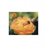Παζλ Bed of Roses 1000 κομ - Clementoni (30818)