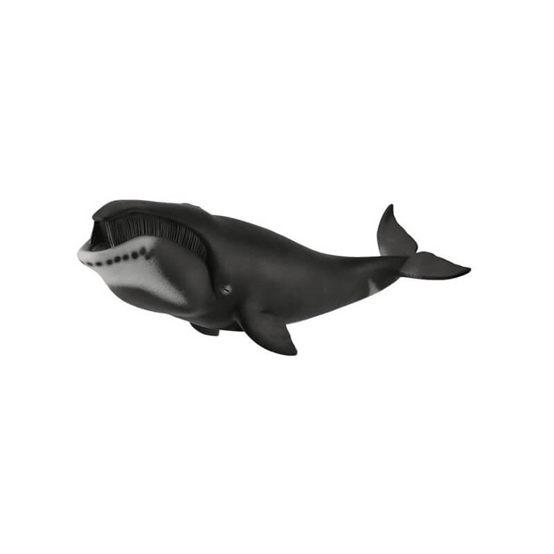 Collecta Θαλάσσια Ζώα - Φάλαινα της Γροιλανδίας (88652)Collecta Θαλάσσια Ζώα - Φάλαινα της Γροιλανδίας (88652) Collecta Θαλάσσια Ζώα - Φάλαινα της Γροιλανδίας (88652)Collecta Θαλάσσια Ζώα - Φάλαινα της Γροιλανδίας (88652)