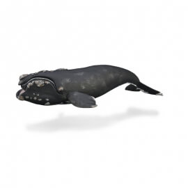 Collecta Θαλάσσια Ζώα - "Σωστή" Φάλαινα (88740)