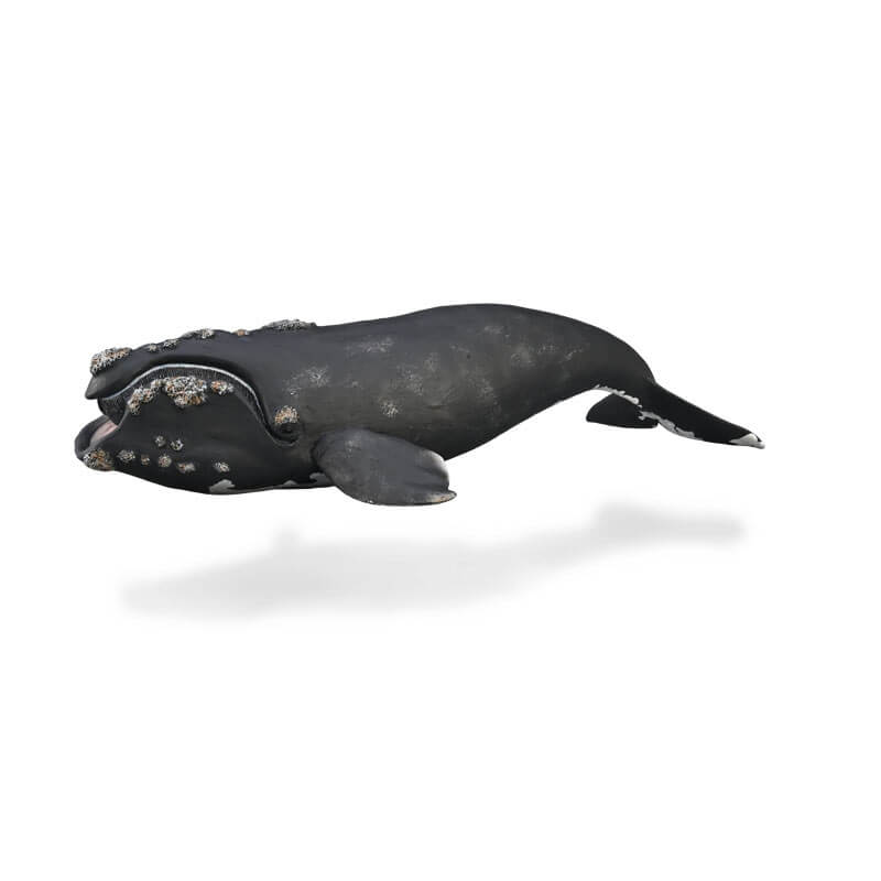 Collecta Θαλάσσια Ζώα - "Σωστή" Φάλαινα (88740)Collecta Θαλάσσια Ζώα - "Σωστή" Φάλαινα (88740) Collecta Θαλάσσια Ζώα - "Σωστή" Φάλαινα (88740)Collecta Θαλάσσια Ζώα - "Σωστή" Φάλαινα (88740)