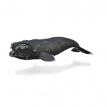 Collecta Θαλάσσια Ζώα - "Σωστή" Φάλαινα (88740)