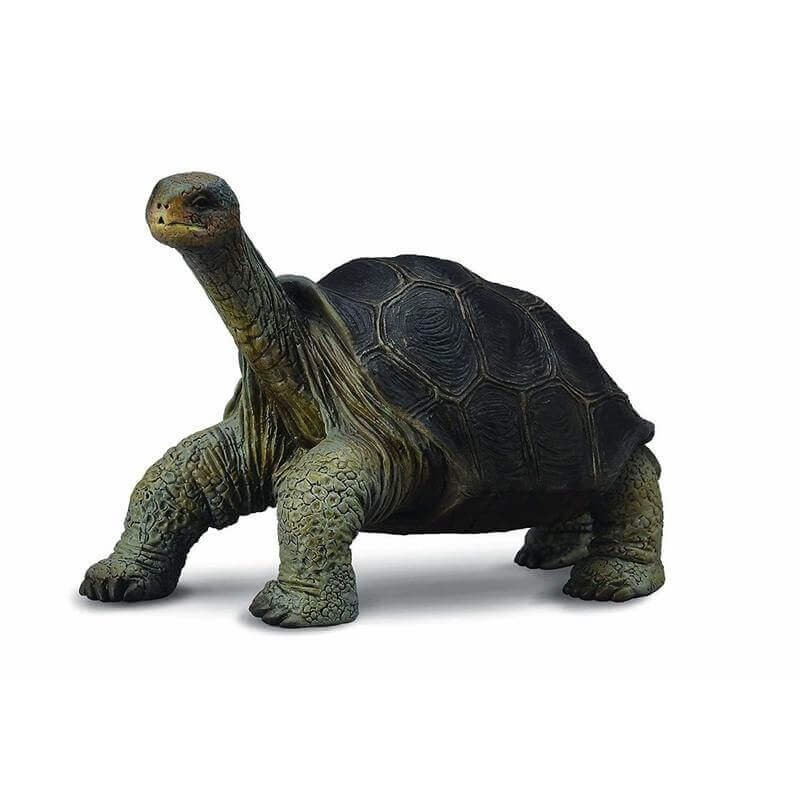 Collecta Ζώα Ζούγκλας - Χελώνα Νήσου ΠίνταCollecta Ζώα Ζούγκλας - Χελώνα Νήσου Πίντα Collecta Ζώα Ζούγκλας - Χελώνα Νήσου ΠίνταCollecta Ζώα Ζούγκλας - Χελώνα Νήσου Πίντα